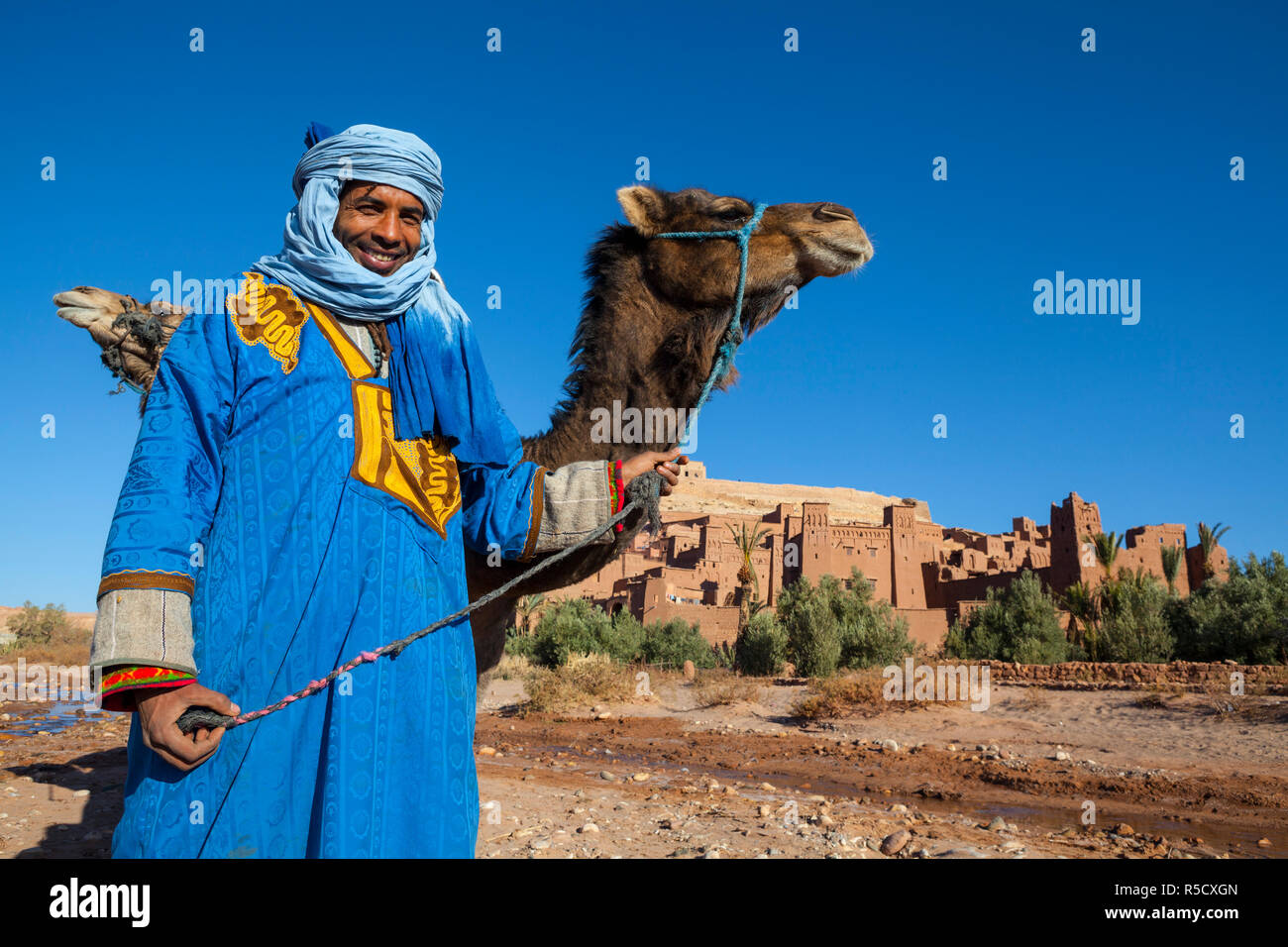 Kamel Fahrer, Ait Benhaddou, Atlas, Marokko (MR) Stockfoto