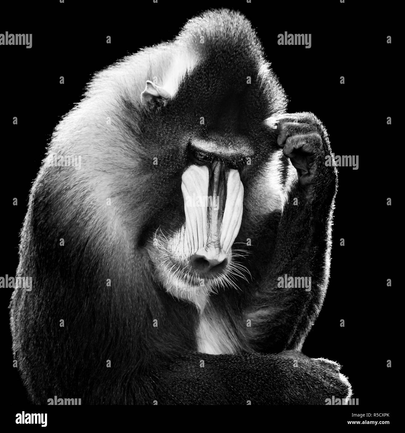 Mandrill X BW Stockfoto