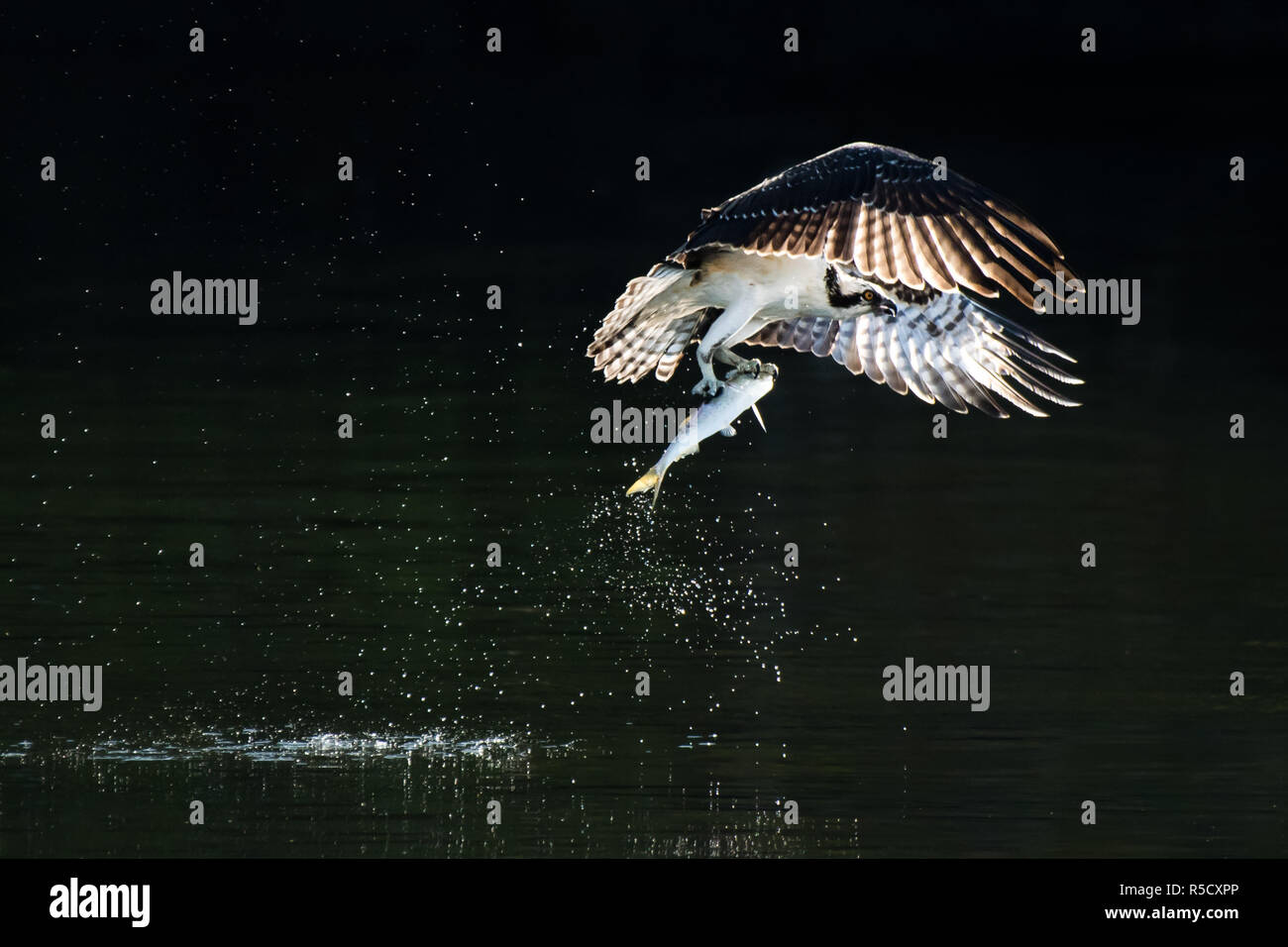 Osprey im Flug mit Catch VIII Stockfoto