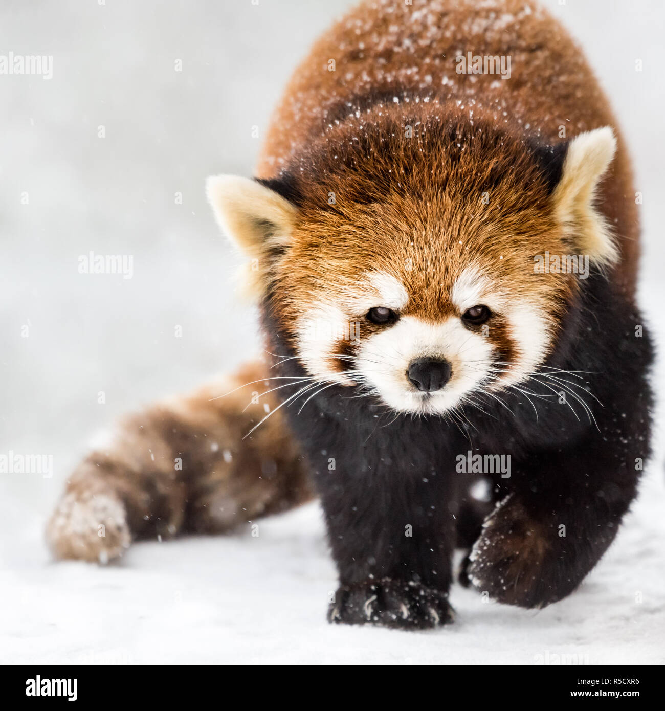 Red Panda im Schnee II Stockfoto
