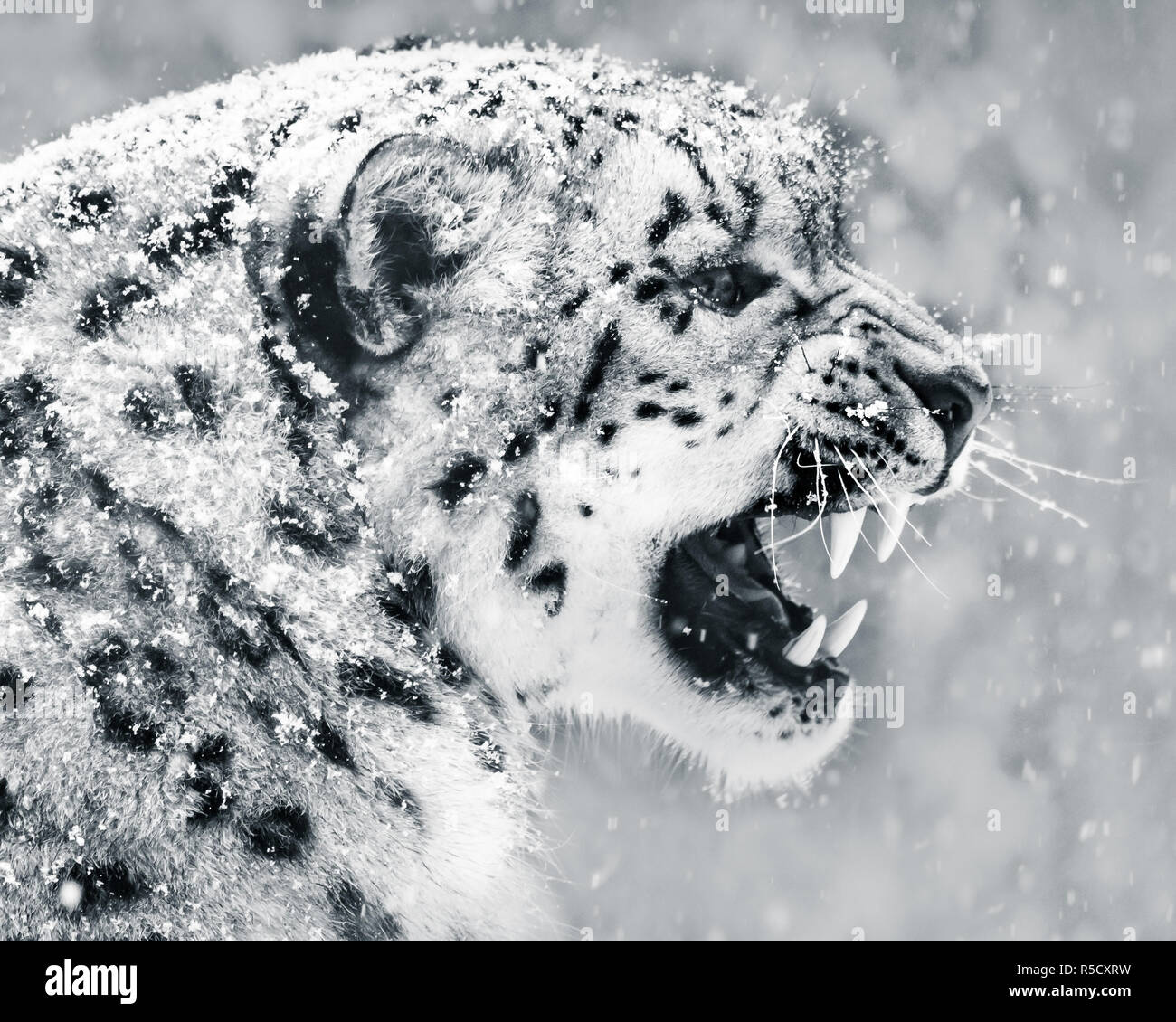Snow Leopard Snow Storm II Stockfoto