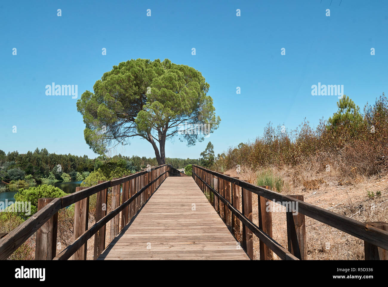 Passage Weg zum Baum Stockfoto