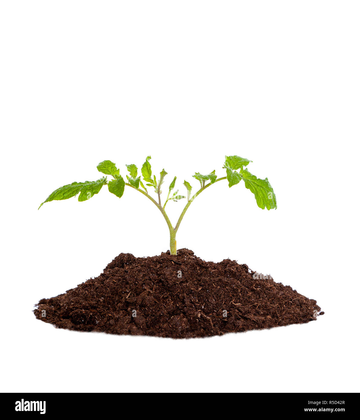 Setzling Pflanze wächst aus dem Boden, das Konzept des neuen Lebens oder Anfang; Umweltschutz oder grüne Bewegung. Auf weissem Hintergrund Stockfoto