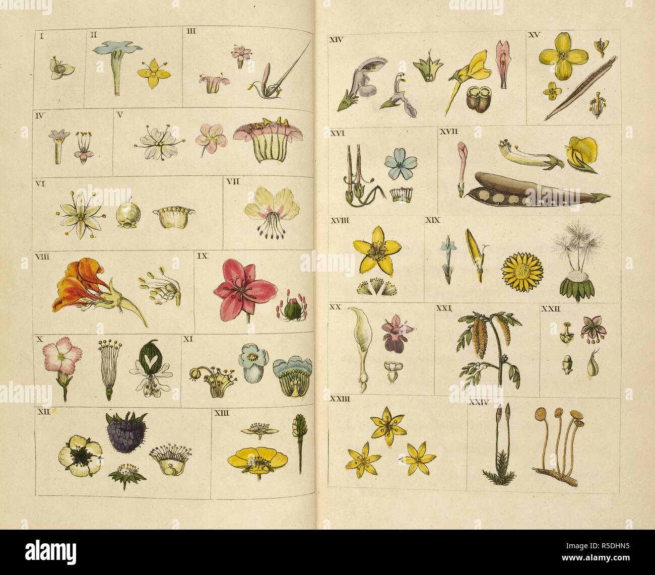 Abbildungen von Blumen und Pflanzen. Die poetische Werke von Erasmus Darwin... Mit dem Botanischen Garten... und der Tempel der Natur. Mit philosophischen Notizen und Platten. London, 1806. Quelle: 11641.dd.11 Frontispiz. Sprache: Englisch. Stockfoto