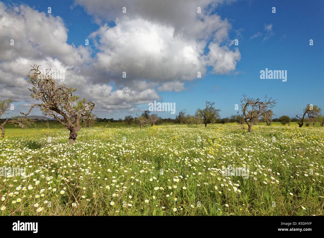 Wiese mit Krone spider Blumen Stockfoto