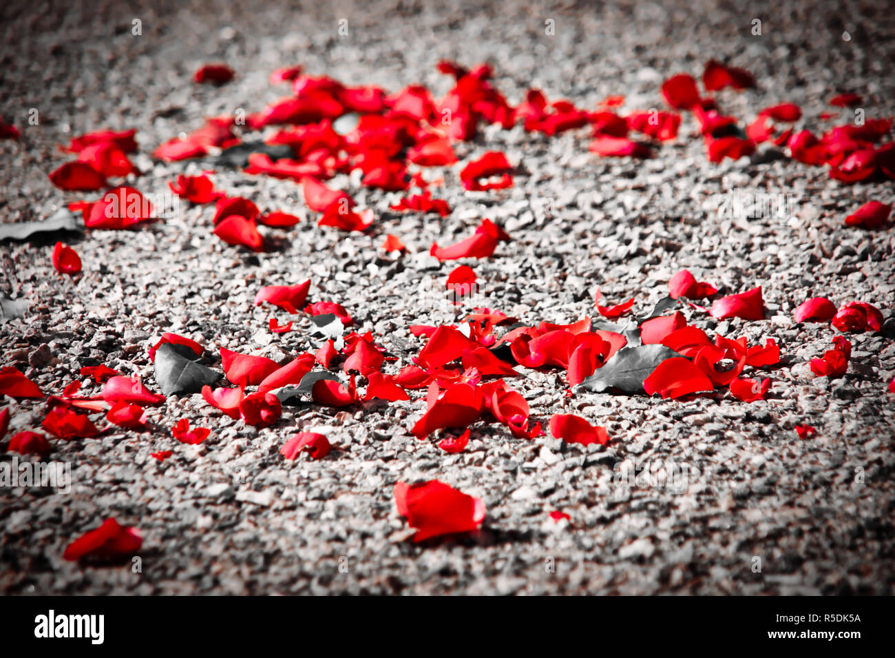 Rote Rosenblätter auf Kies Stockfoto