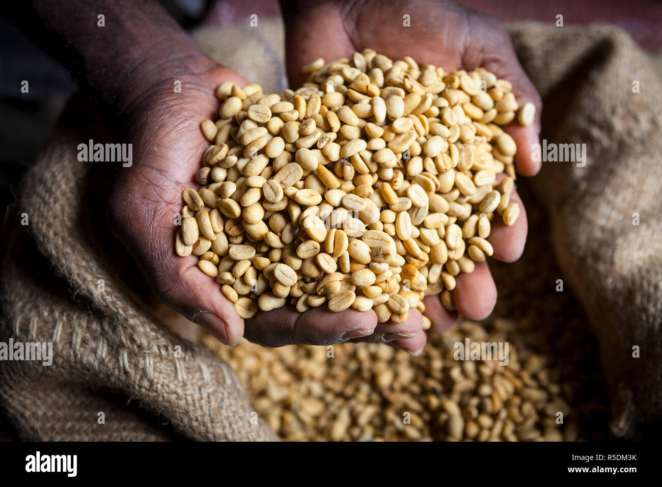 Getrocknete Kaffeebohnen, Marley Kaffeeplantage, Blue Mountains, Portland Parish, Jamaika, Karibik, HERR Stockfoto