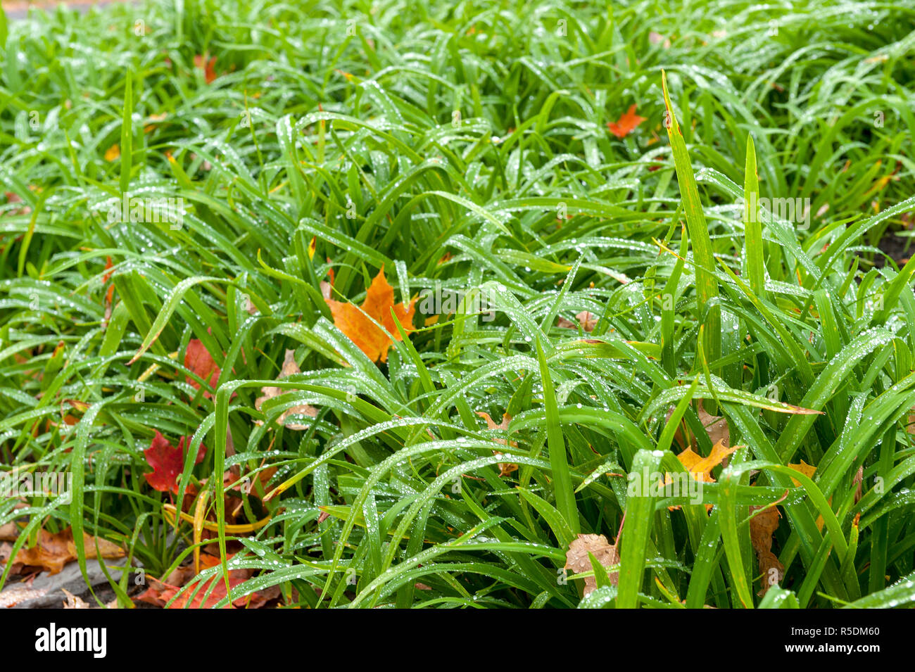 Nahaufnahme der Wassertropfen auf grünem Gras Stockfoto