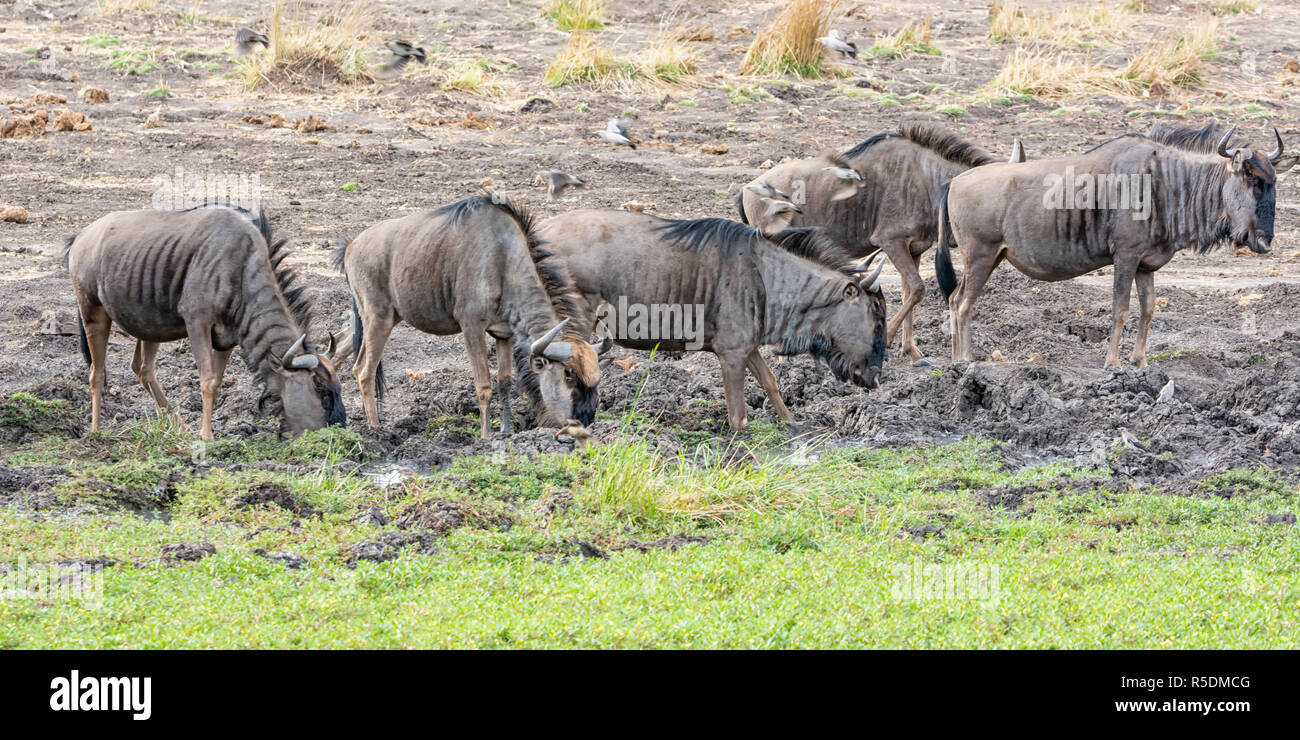 Blue Wildebeest an einem Wasserloch in der südlichen afrikanischen Savanne Stockfoto