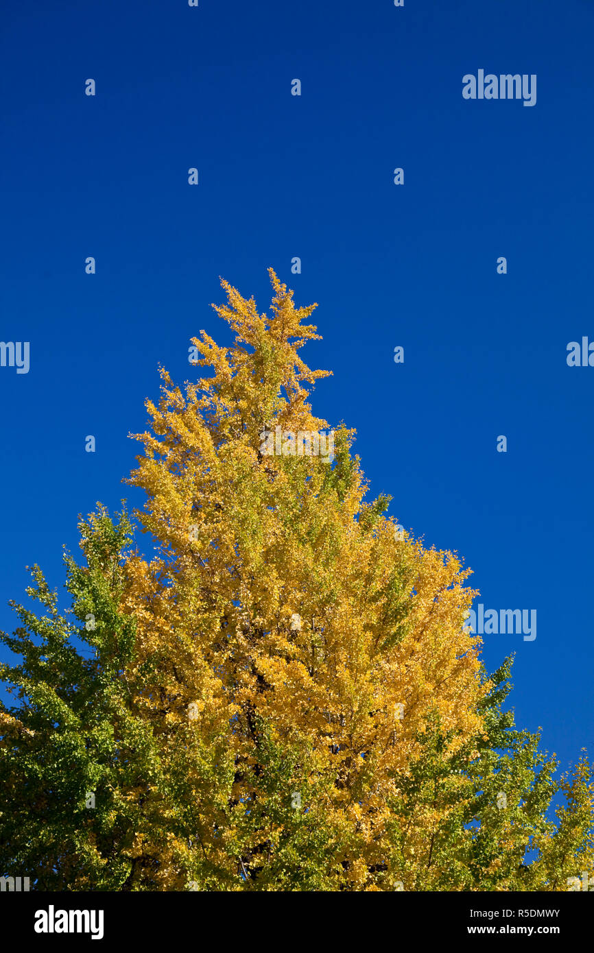 Ginkgo Baum im Herbst, Ueno Park, Tokio, Japan Stockfoto