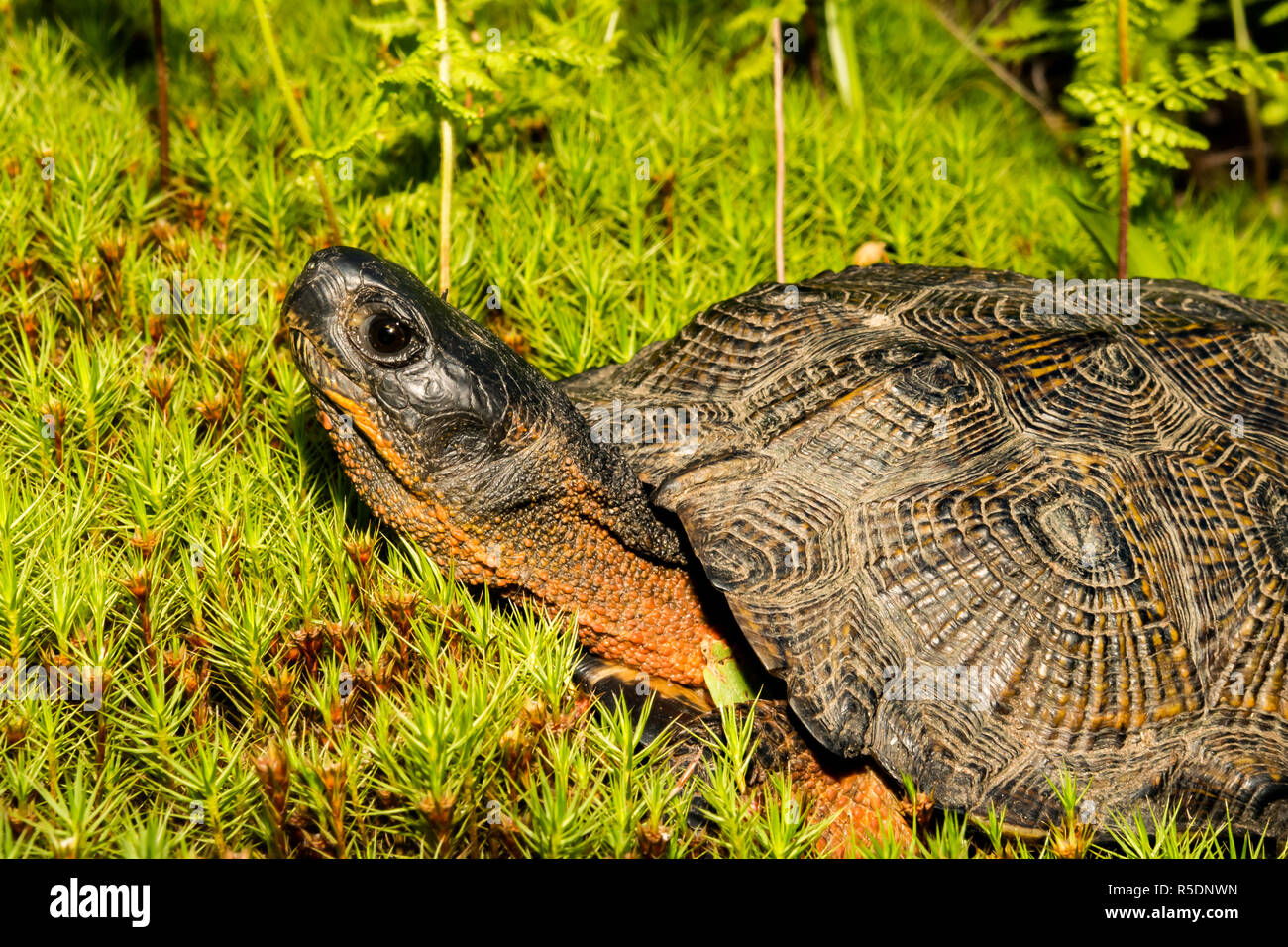 Holz Schildkröte (Glyptemys Insculpta) Stockfoto