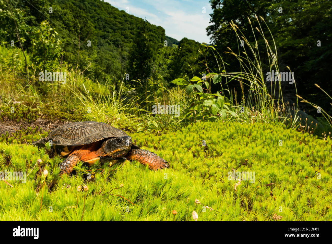 Holz Schildkröte (Glyptemys Insculpta) Stockfoto
