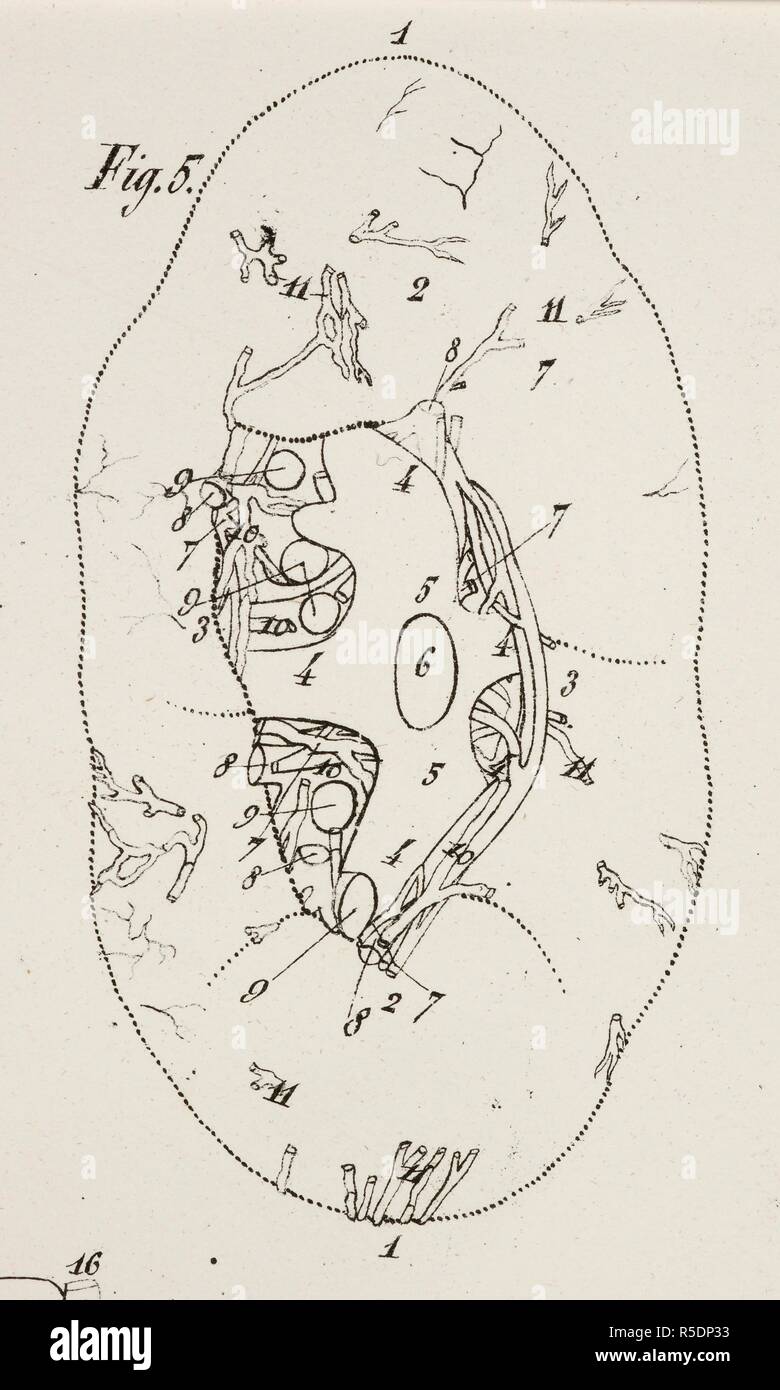 Anatomische Zeichnung. Das Kreislaufsystem. Niere. Planches anatomiques du corps humain executeÌes d'apreÌ € € ™ s les Abmessungen naturelles. Paris Frankreich 1826. Anatomische Drucken des menschlichen Körpers mit natürlichen Dimensionen. Das Kreislaufsystem. Niere. Francesco ANTOMMARCHI, c. Planches anatomiques du corps humain executeÌes d'apreÌ € € ™ s les Abmessungen naturelles, accompagneÌes d'€™ un-Texte explicatif... PublieÌes par le Cte de Lasteyrie. (Explikation des Planches anatomiques, etc.). Quelle: 1899.h.24 Tab.47 Abb. 5 (B+W). Sprache: Französisch. Stockfoto