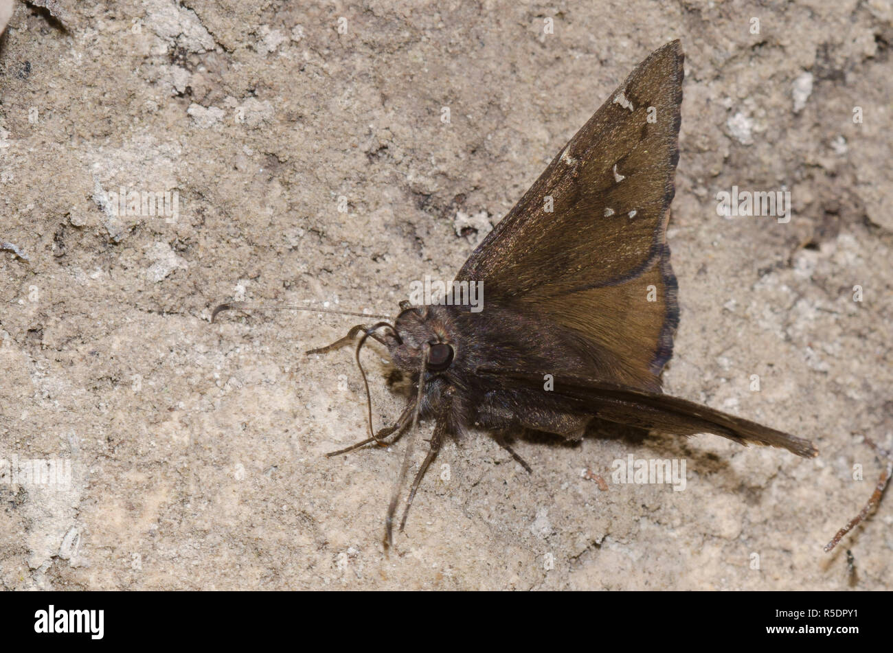 Nördliche Wolkendecke, Cecropterus pylades, männliche Schlammpfütze Stockfoto