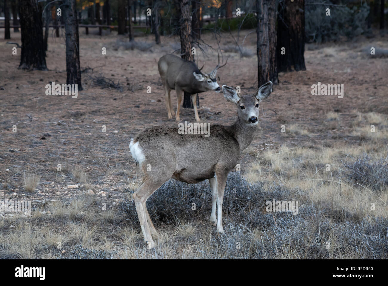 Junge Gruppe von maultier Rehe im Wald. Im Bryce Canyon National Park, Utah, United States. Stockfoto