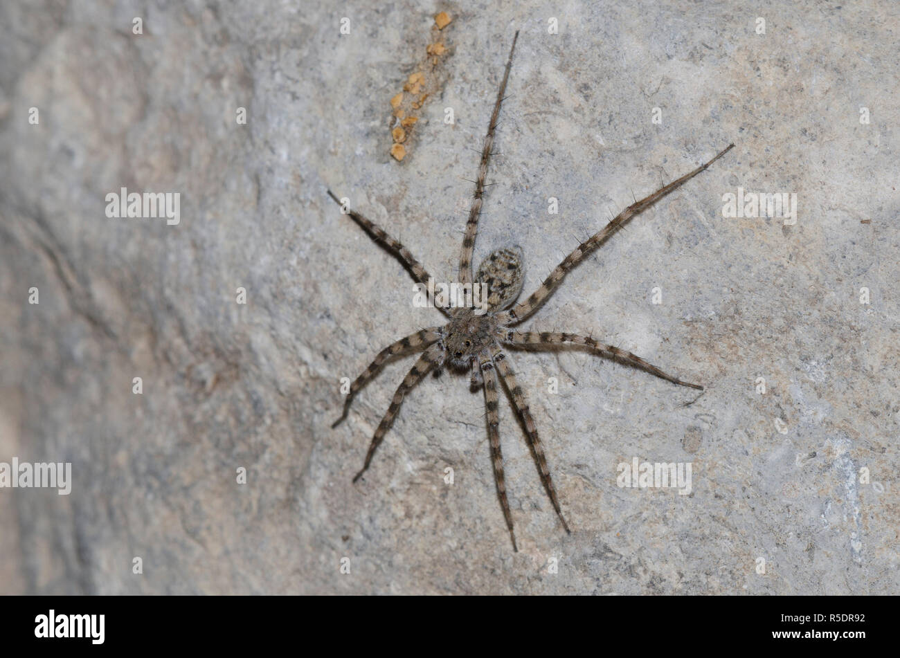 Thinlegged Wolf Spider, Pardosa sp. Stockfoto