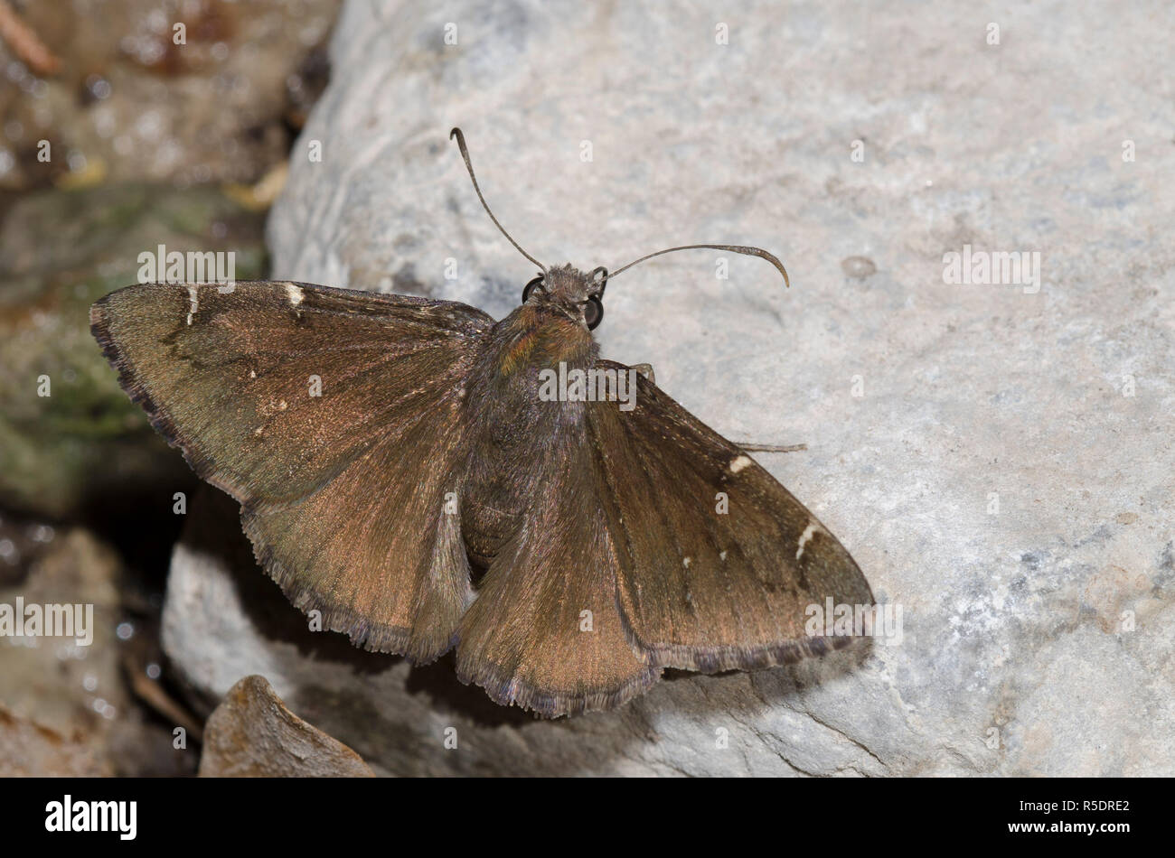 Nördliche Wolkendecke, Cecropterus pylades, männliche Schlammpfütze Stockfoto