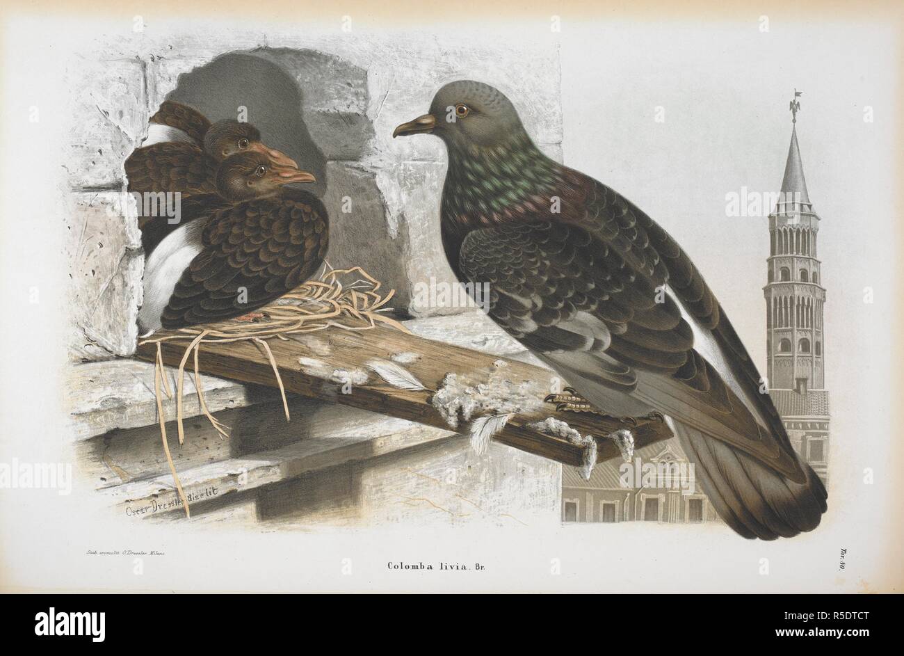 Columba livia. Der rock dove oder rock pigeon. . Storia Naturale degli Uccelli che nidificano in der Lombardei, ad illustrazione della raccolta ornitologica dei Fratelli Ercole ed Ernesto Turati... Con tavole litografate e colorate, prese dal Vero da O. Dressler. [Naturgeschichte der Vögel, Nest in der Lombardei, die ornithologische Sammlung der Brüder Ercole und Ernesto Turati zu illustrieren... Mit Tabellen und farbigen Lithographierten, aus dem Leben von O. Dressler.] genommen. Milano 1865, 71. Quelle: 1822. C.6 Vol. II Platte 80. Sprache: Italienisch. Stockfoto