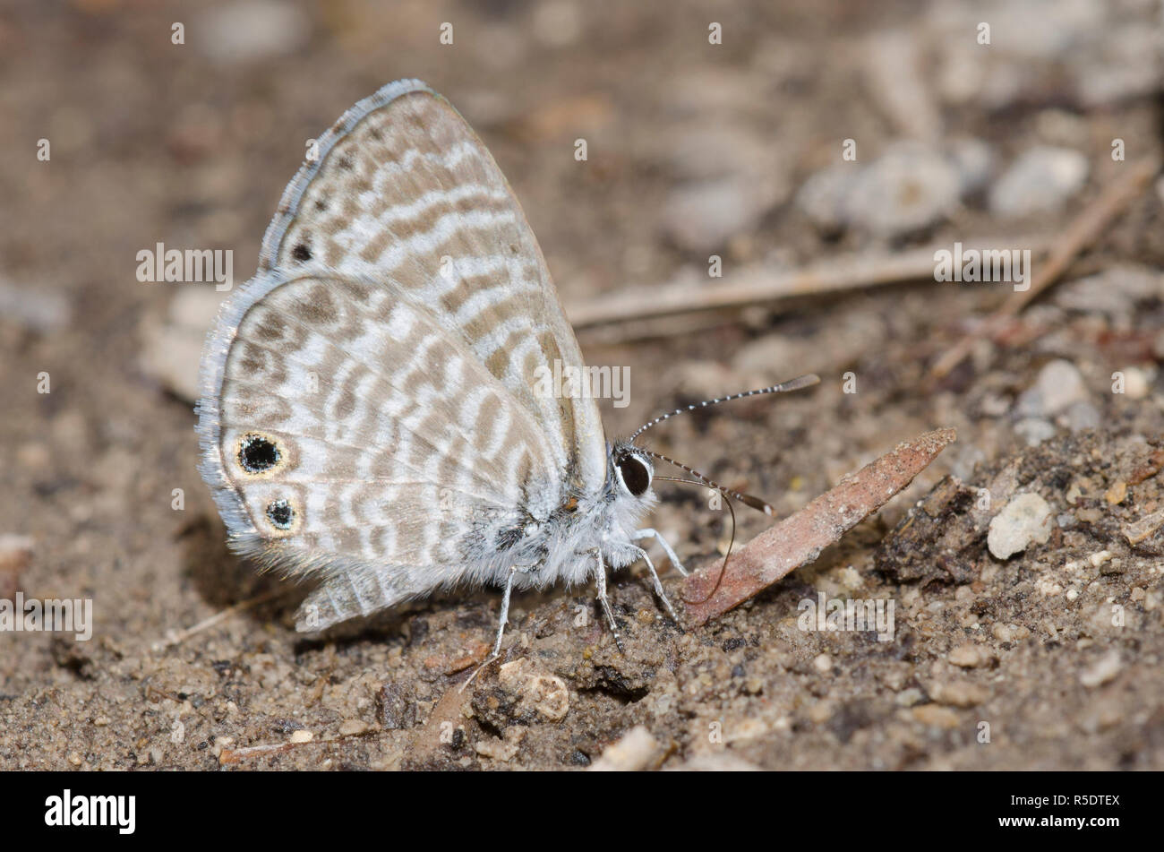 Marine Blau, Leptotes marina, Schlamm - puddling Stockfoto