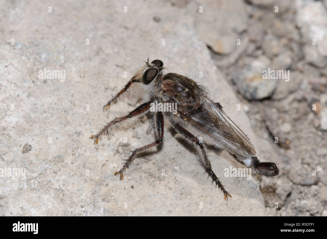 Räuber Fliegen, Efferia sp., männlich Stockfoto