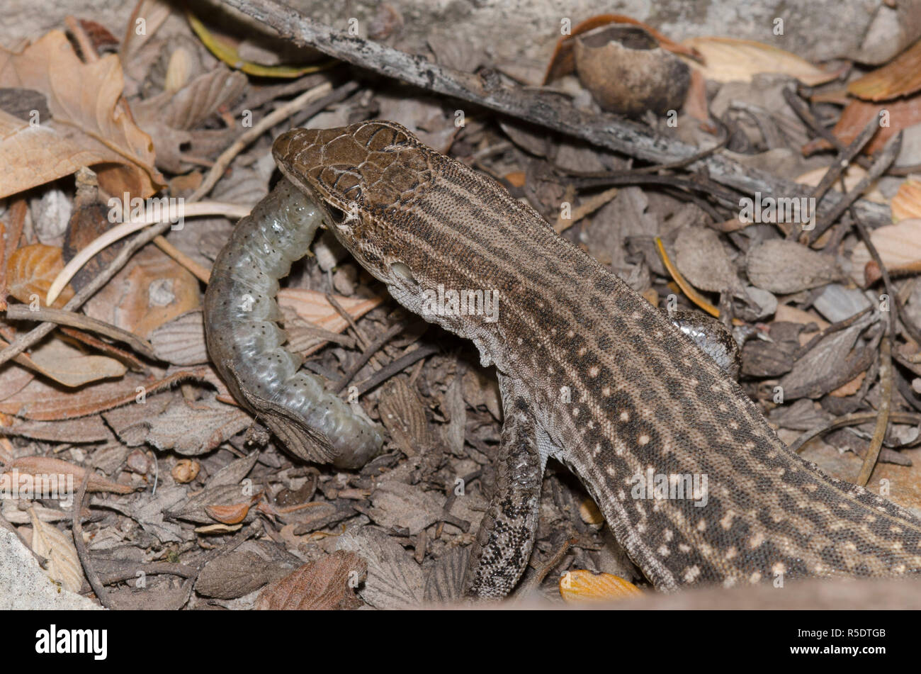 Chihuahuan beschmutzt, aspidoscelis Whiptail exsanguis, thrashing Beute Stockfoto