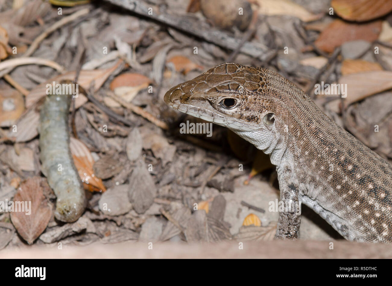 Chihuahuan beschmutzt, aspidoscelis Whiptail exsanguis, thrashing Beute Stockfoto