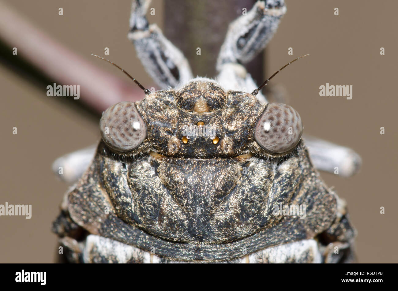 Cactus Dodger, Cacama sp. Stockfoto