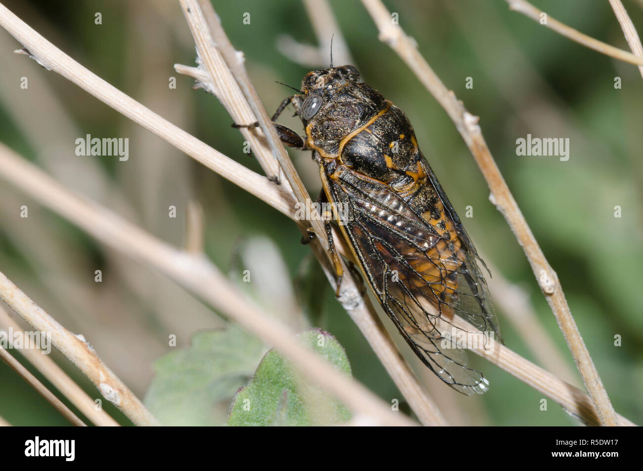 Zikade, Okanagana Hesperia Stockfoto