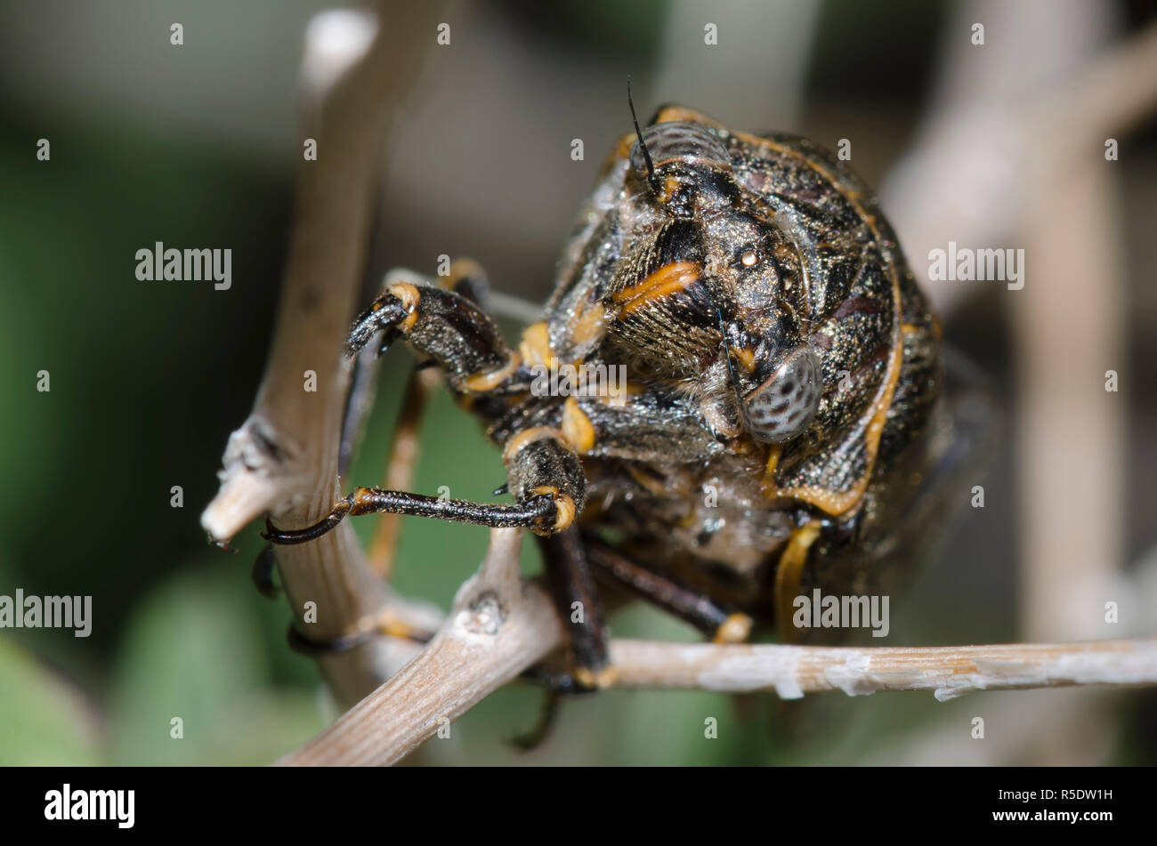 Zikade, Okanagana Hesperia Stockfoto