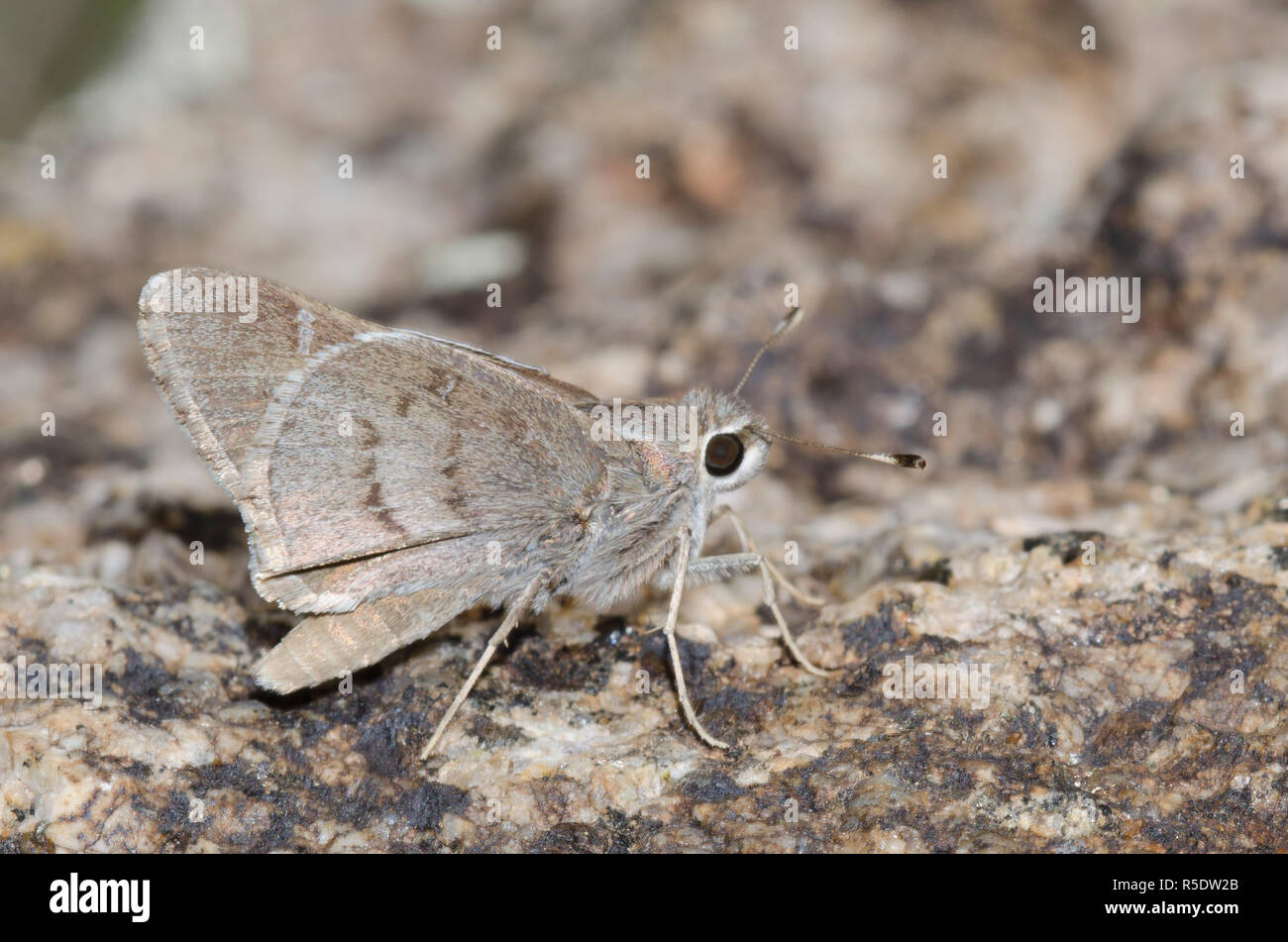 Das Viereck Skipper, Atrytonopsis vierecki Stockfoto