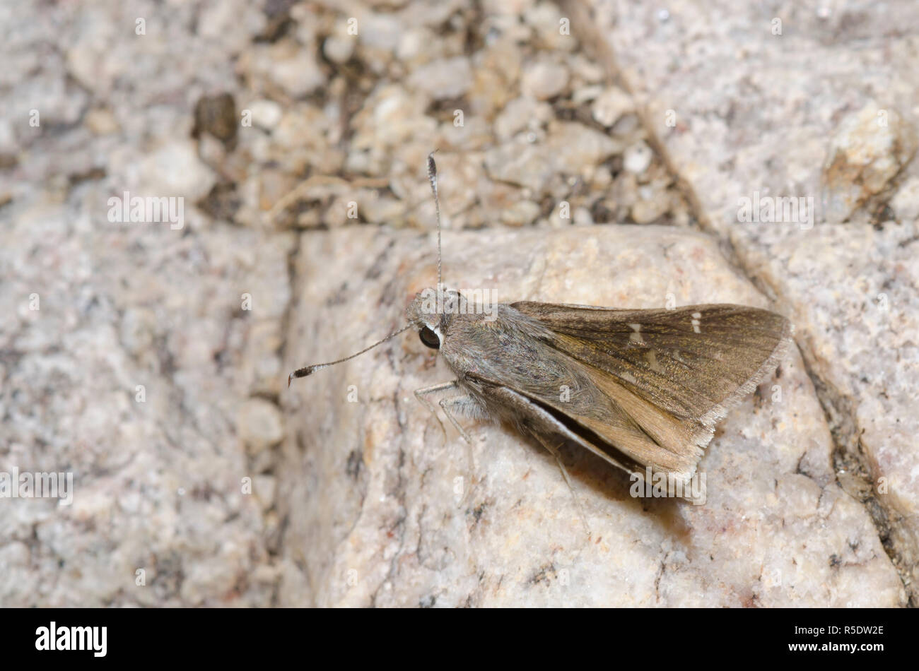 Das Viereck Skipper, Atrytonopsis vierecki Stockfoto