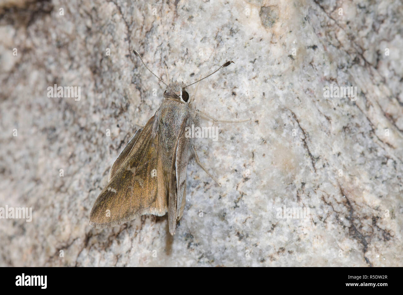 Das Viereck Skipper, Atrytonopsis vierecki Stockfoto