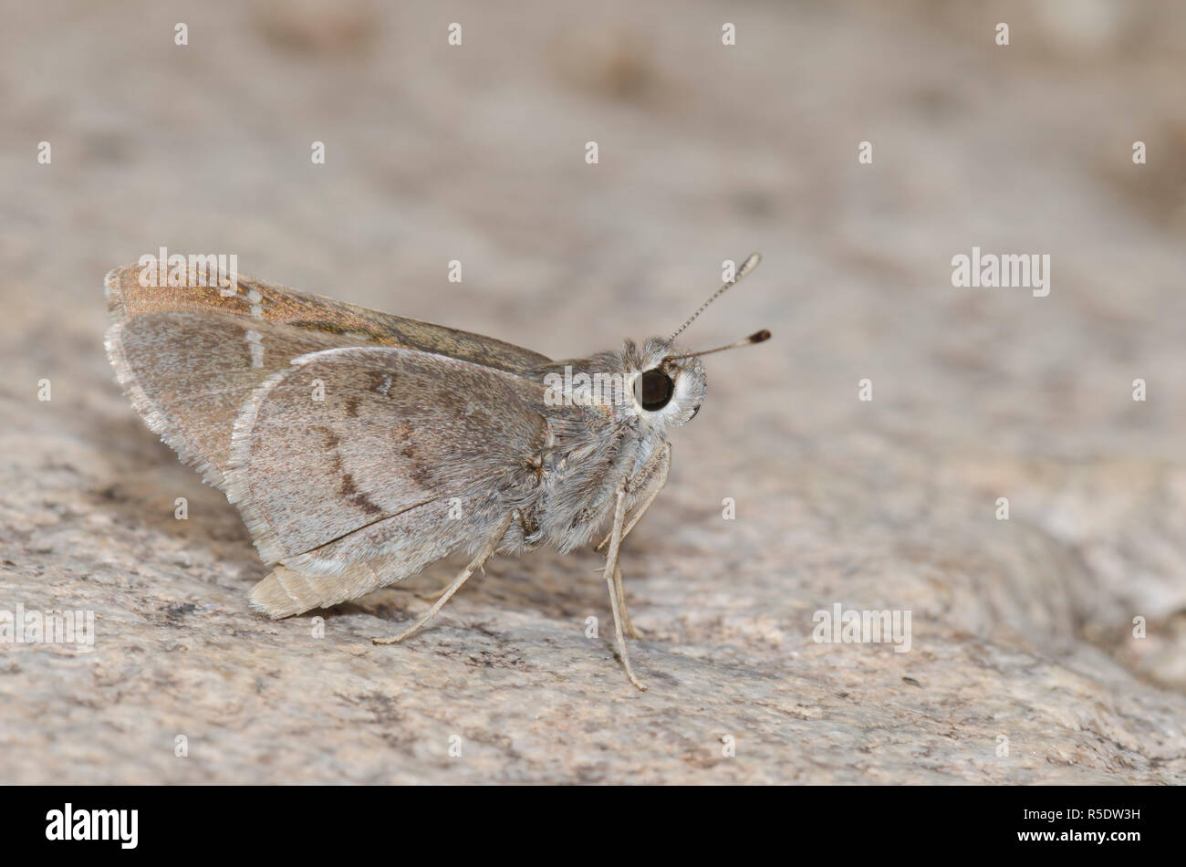 Das Viereck Skipper, Atrytonopsis vierecki Stockfoto