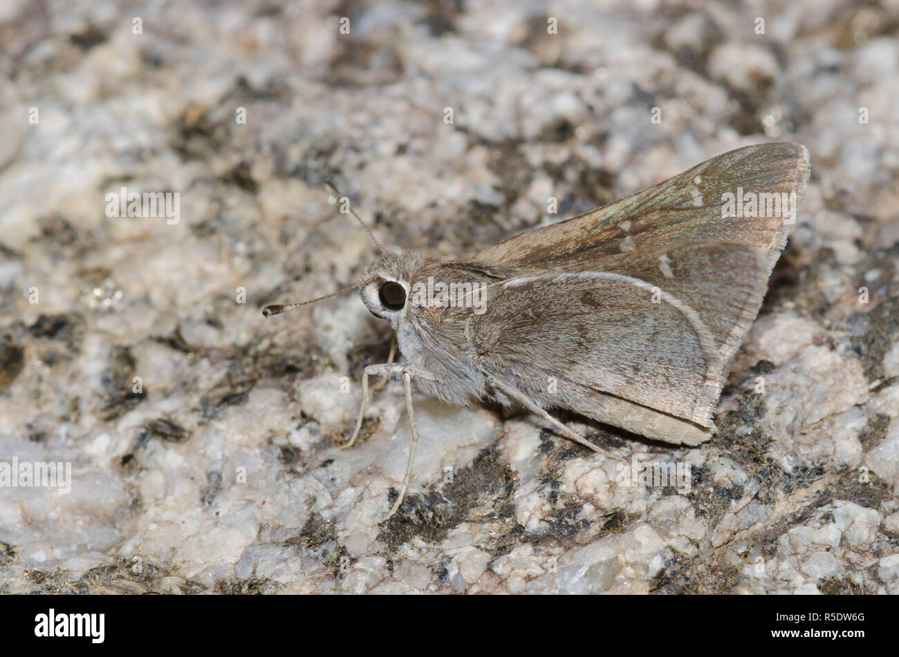 Das Viereck Skipper, Atrytonopsis vierecki Stockfoto
