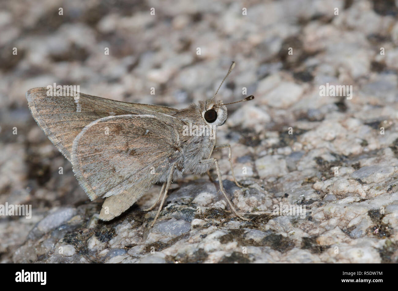 Das Viereck Skipper, Atrytonopsis vierecki Stockfoto