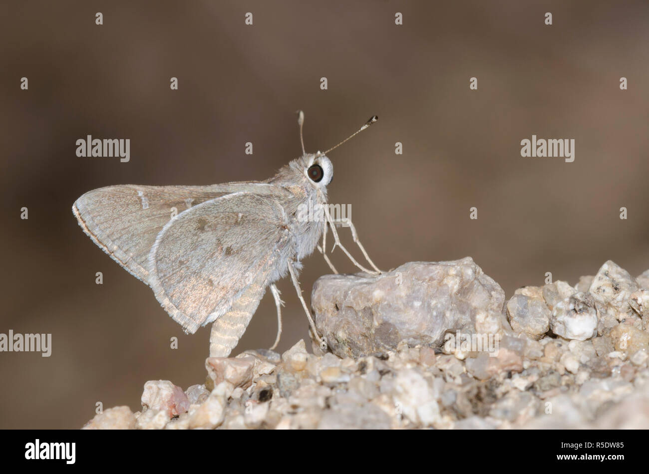 Das Viereck Skipper, Atrytonopsis vierecki Stockfoto