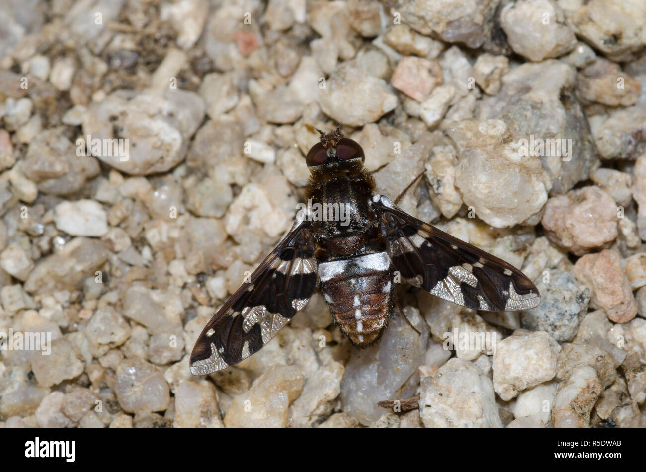 Bienen fliegen, Exoprosopa caliptera Stockfoto