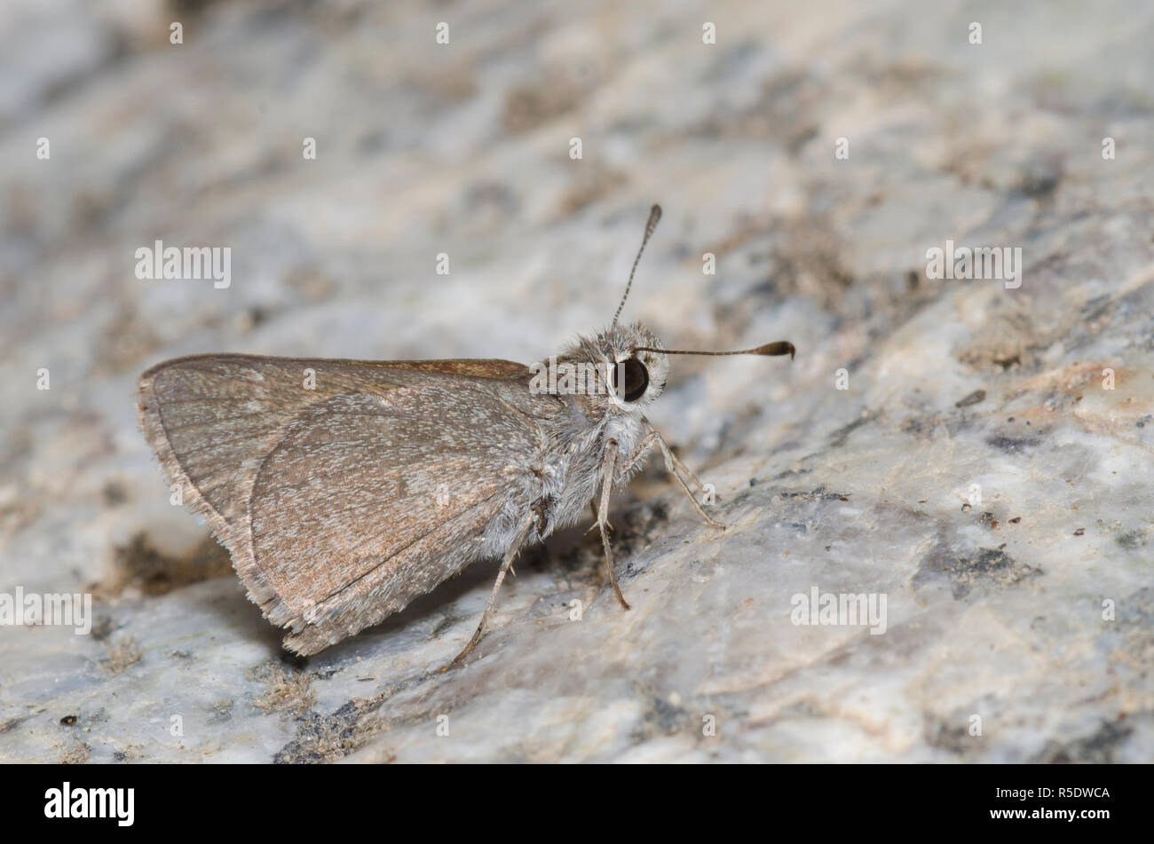 Oslar's Roadside-Skipper, Amblyscirtes oslari Stockfoto