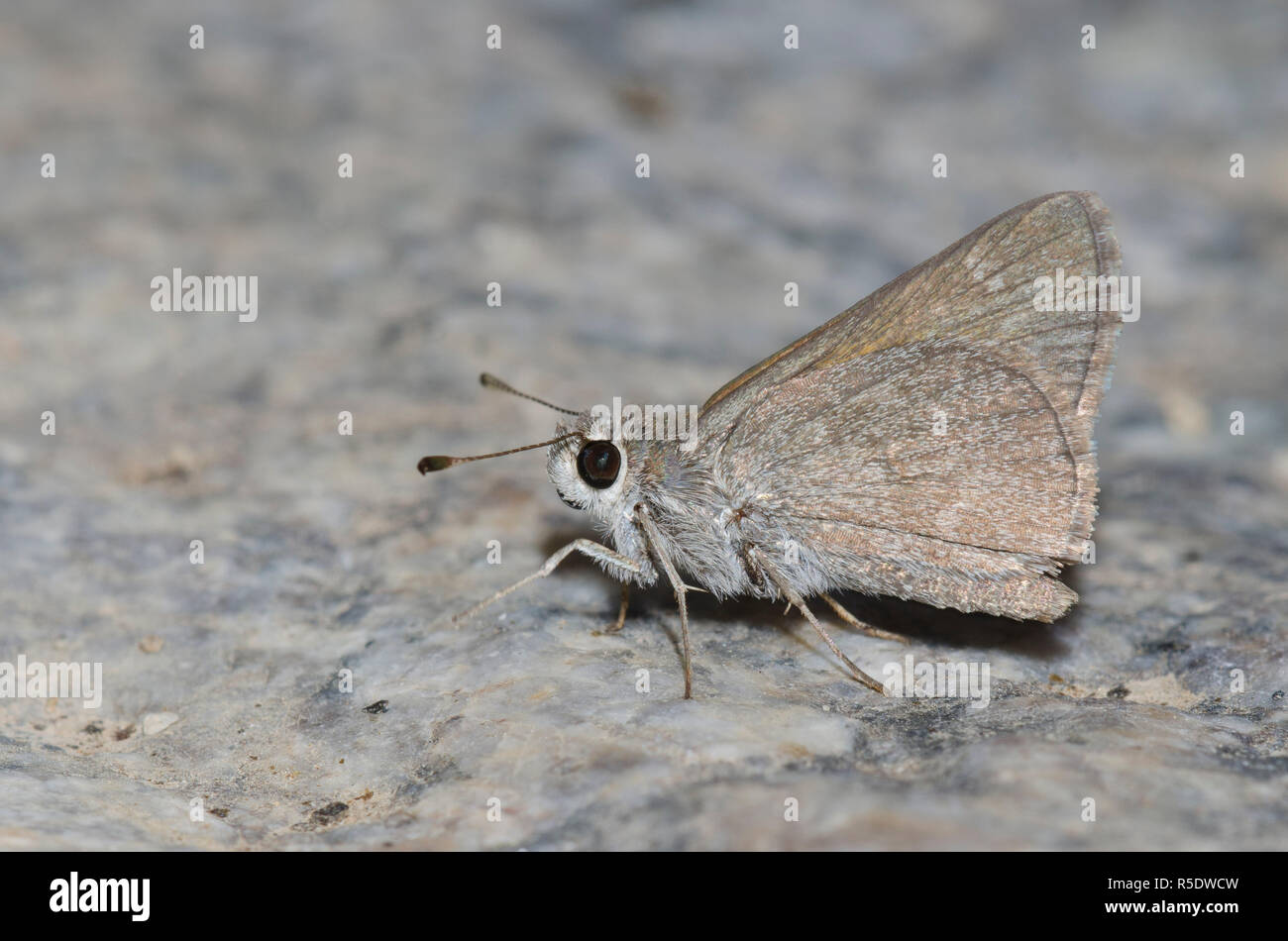 Oslar's Roadside-Skipper, Amblyscirtes oslari Stockfoto