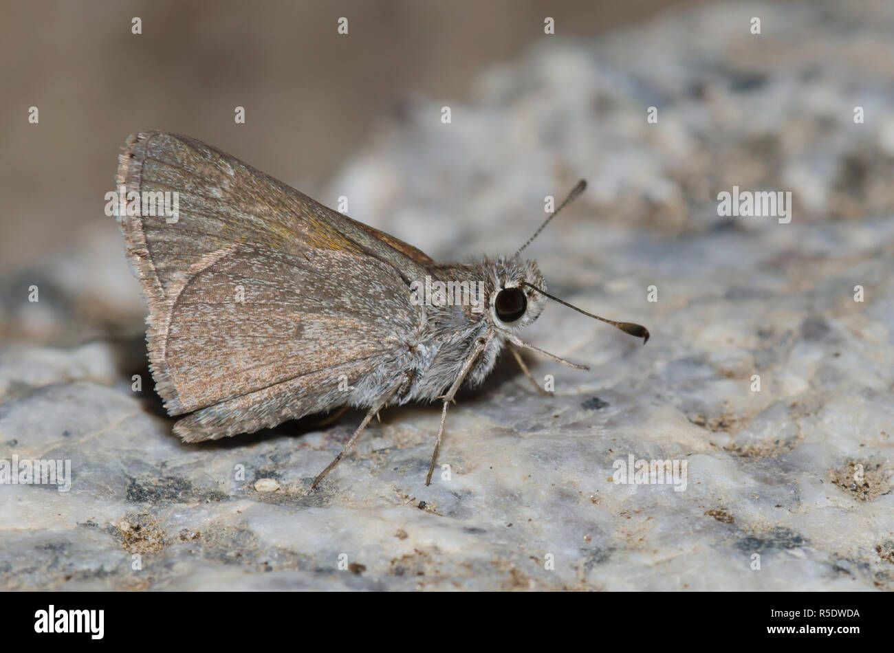 Oslar's Roadside-Skipper, Amblyscirtes oslari Stockfoto