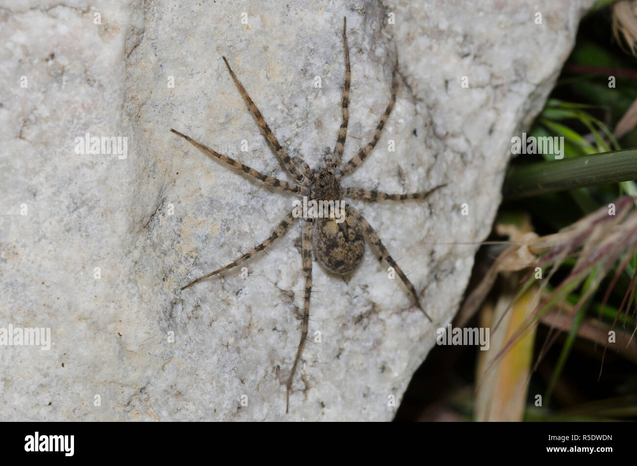 Thinlegged Wolf Spider, Pardosa sp. Stockfoto