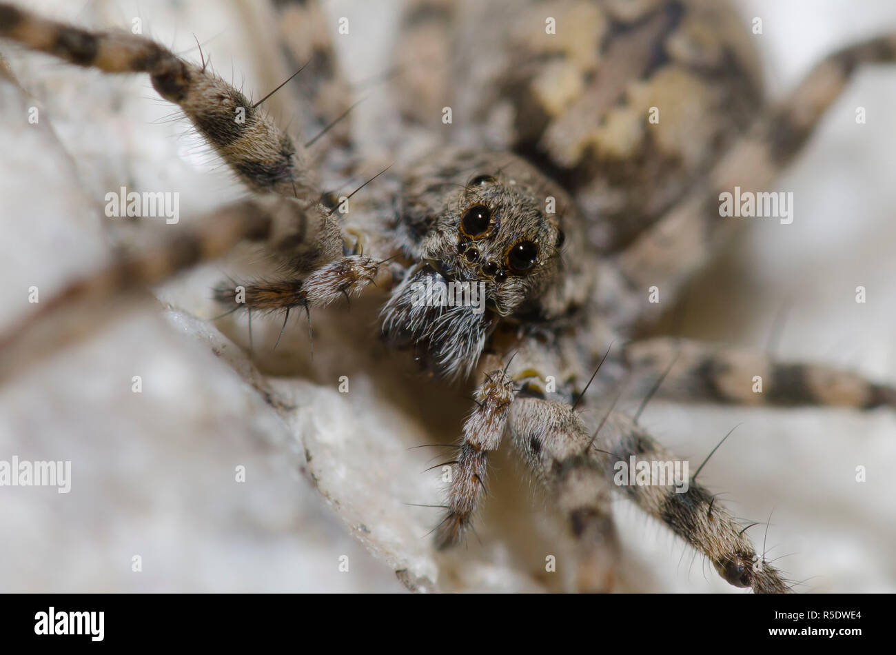 Thinlegged Wolf Spider, Pardosa sp. Stockfoto