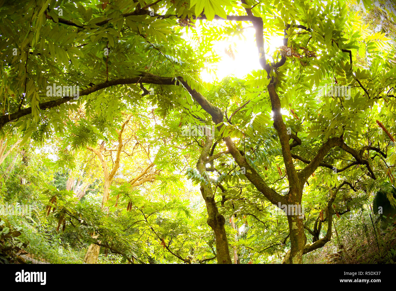 Der Botanische Garten von Singapur, Singapur Stockfoto