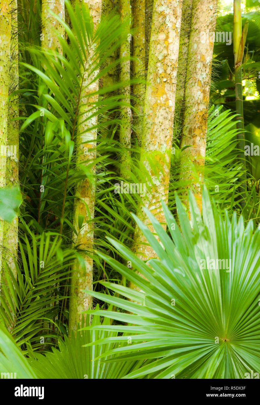 Der Botanische Garten von Singapur, Singapur Stockfoto