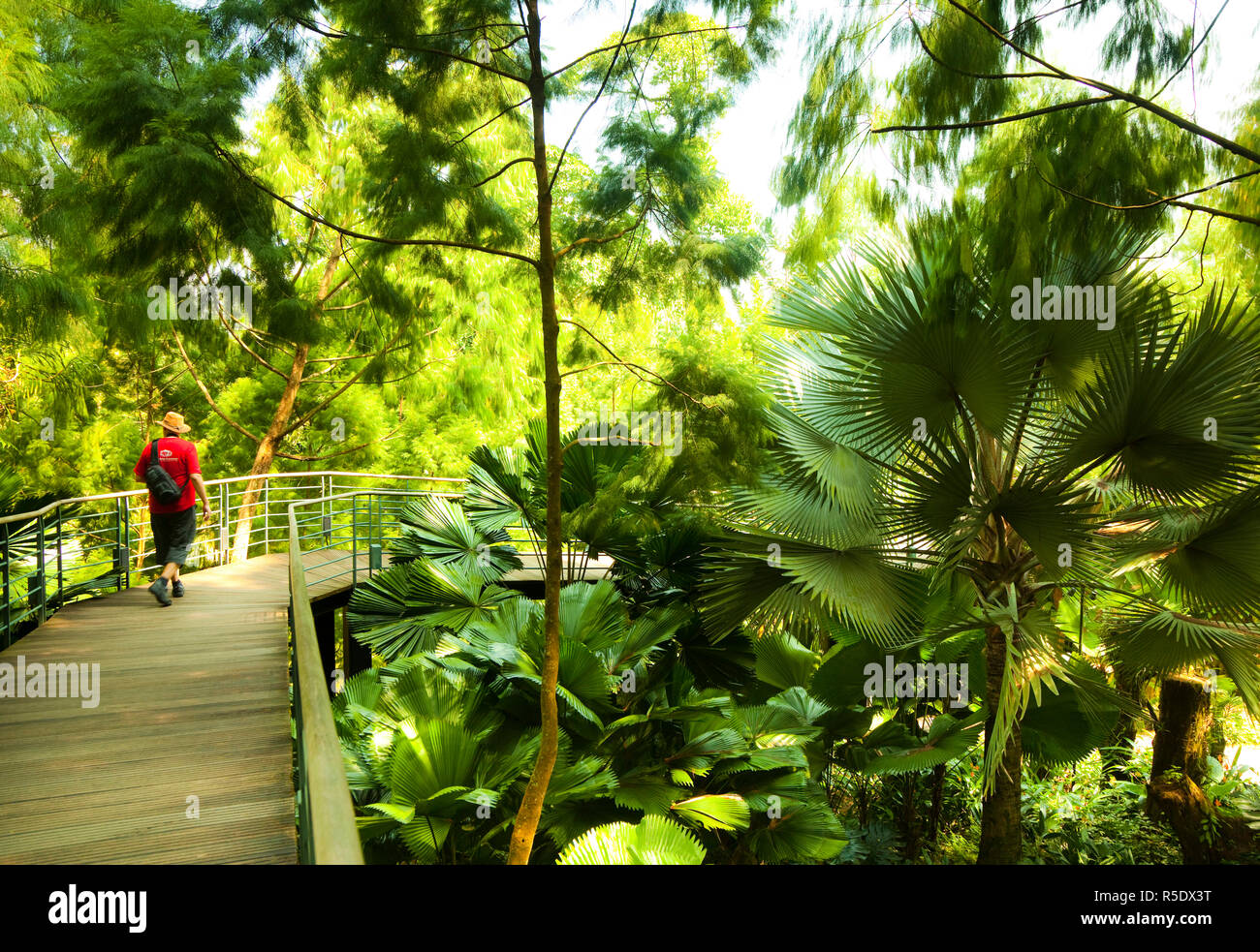 Der Botanische Garten von Singapur, Singapur Stockfoto