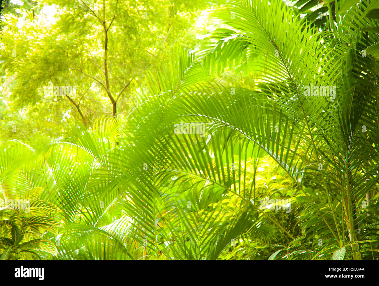 Der Botanische Garten von Singapur, Singapur Stockfoto