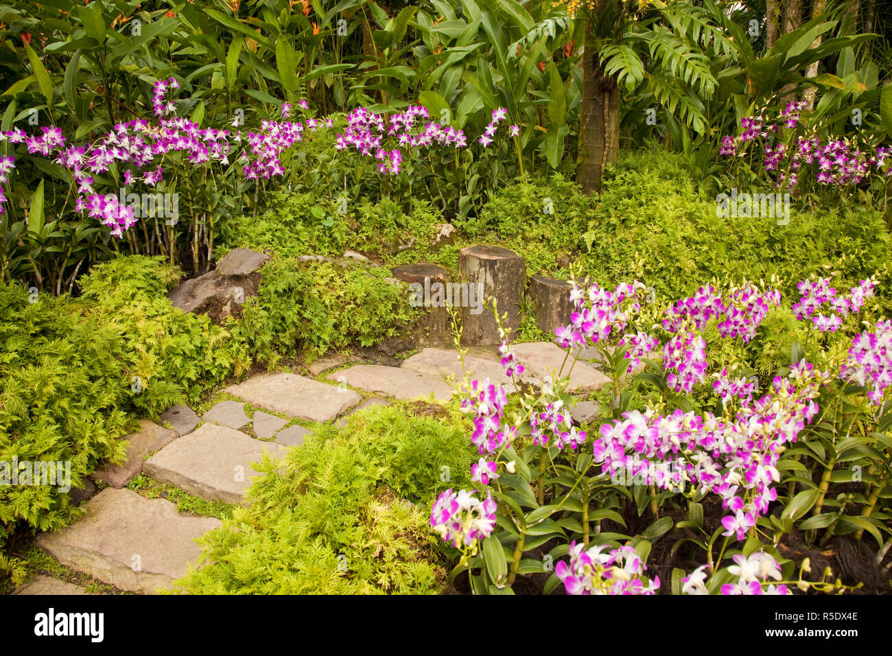 Orchid Garden, Botanischer Garten Singapur, Singapur Stockfoto