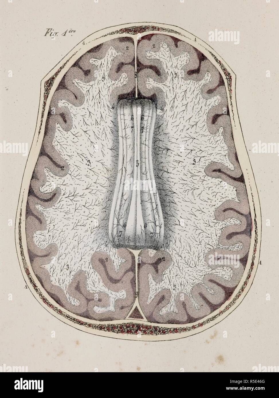 Anatomische Zeichnung. Querschnitt des Gehirns. Planches anatomiques du corps humain executeÌes d'apreÌ € € ™ s les Abmessungen naturelles. Paris Frankreich 1826. Anatomische Drucken des menschlichen Körpers mit natürlichen Dimensionen. Querschnitt des Gehirns. Francesco ANTOMMARCHI, c. Planches anatomiques du corps humain executeÌes d'apreÌ € € ™ s les Abmessungen naturelles, accompagneÌes d'€™ un-Texte explicatif... PublieÌes par le Cte de Lasteyrie. (Explikation des Planches anatomiques, etc.). Quelle: 1899.h.24 Tab.35 Abb. 1. Sprache: Französisch. Stockfoto