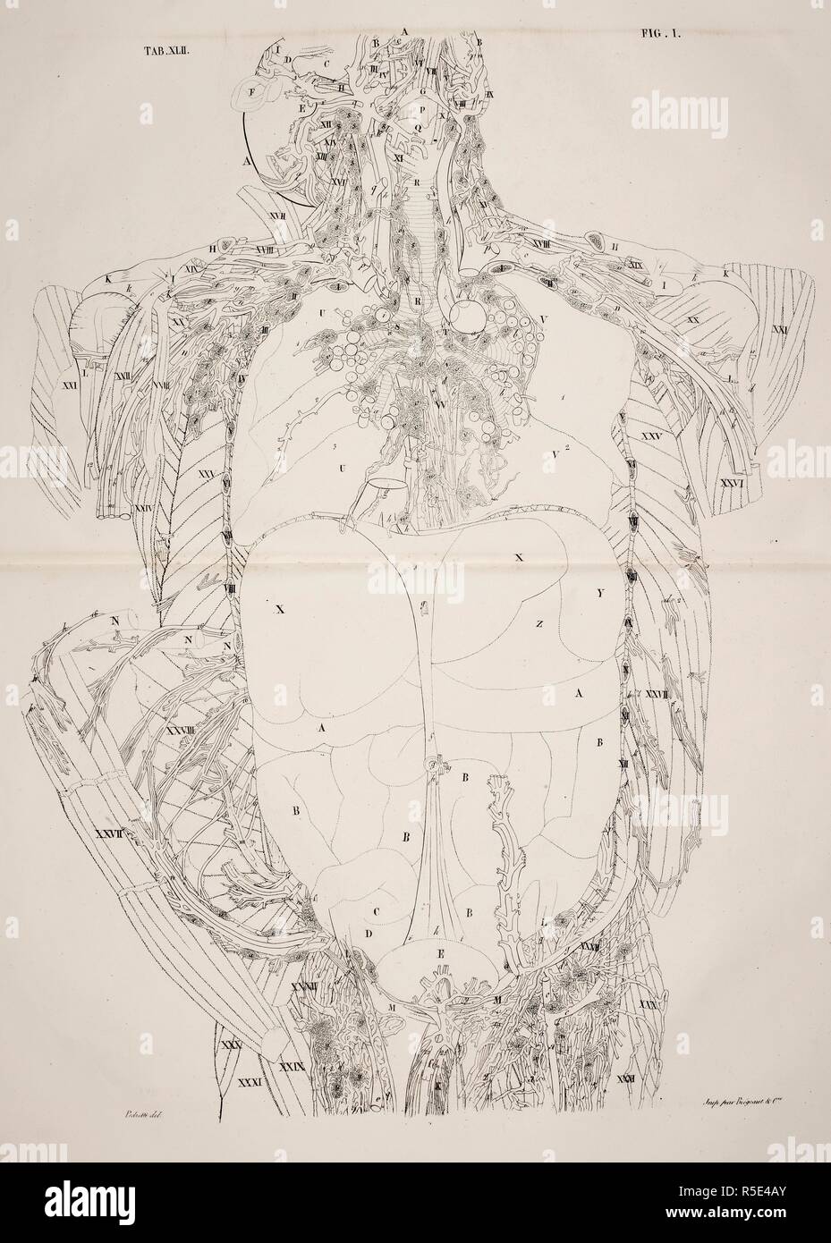 anatomie-du-thorax-humain-fotos-und-bildmaterial-in-hoher-aufl-sung
