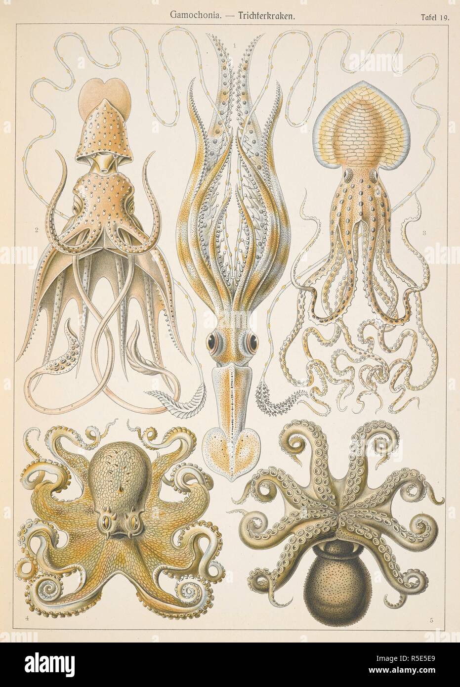 Gamochonia. Trichter Kraken. Kunstformen der Natur/Ernst Heinrich Philipp August Haeckel. Leipzig: Bibliographische Inst., 1914; Wien. Quelle: Wf 1/1811 Platte 18. Stockfoto